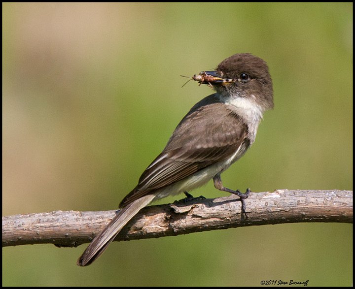_1SB0779 eastern phoebe with insect.jpg